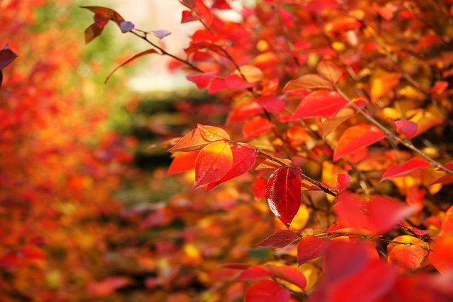 Leaves