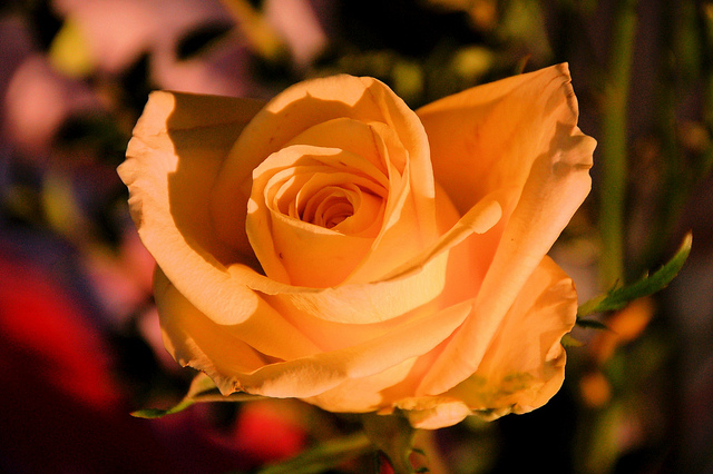rose