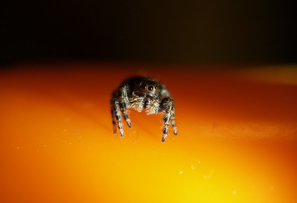 Spider