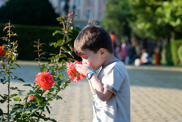 Smell the Roses