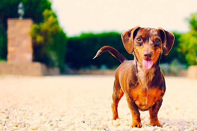 Dog