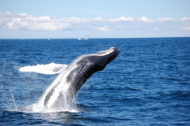 breaching