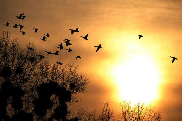 Flying Free