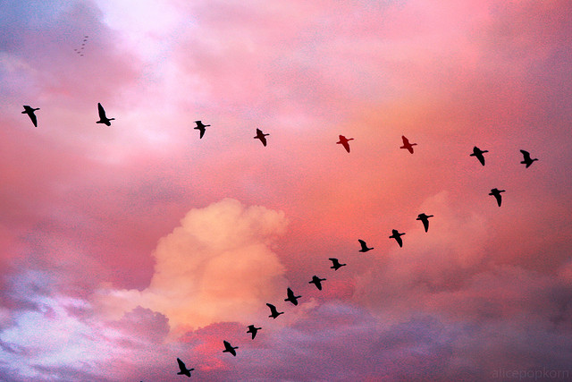 Flying Free