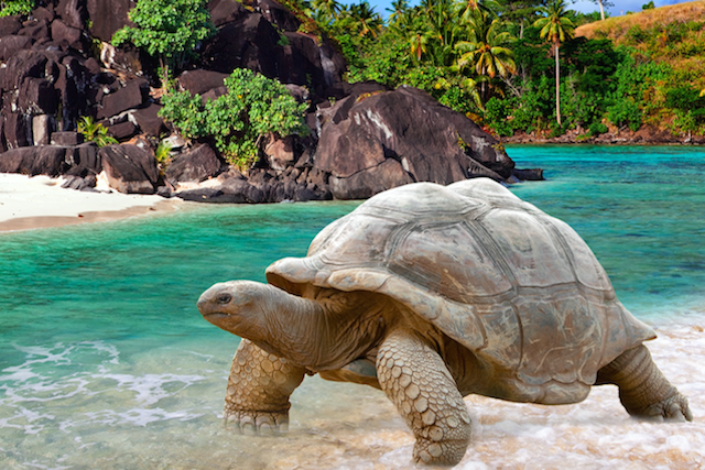 tortoise