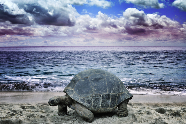 Slow Tortoise