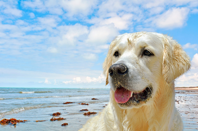 Golden Retriever