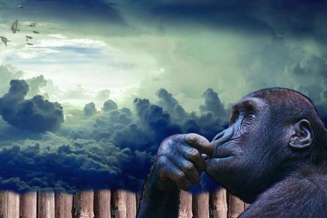 Monkey Mind