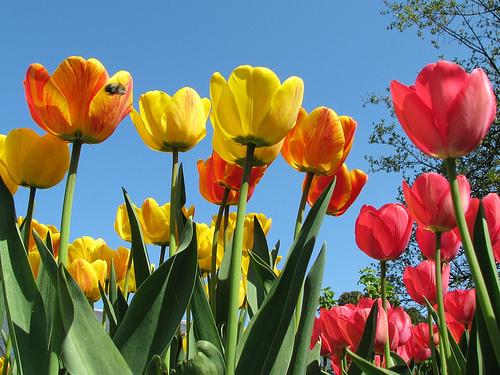 5 Simple Ways to Show Compassion to Animals and the Planet