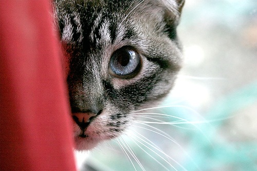 Living in the Moment: A Cat’s Tale