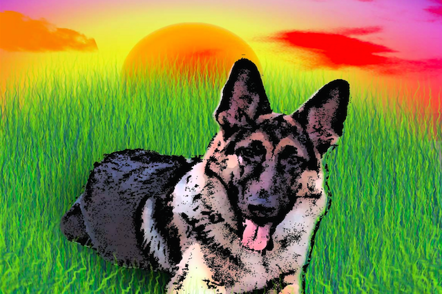 What Dogs Teach Us about Peace, Joy, and Living in the Now