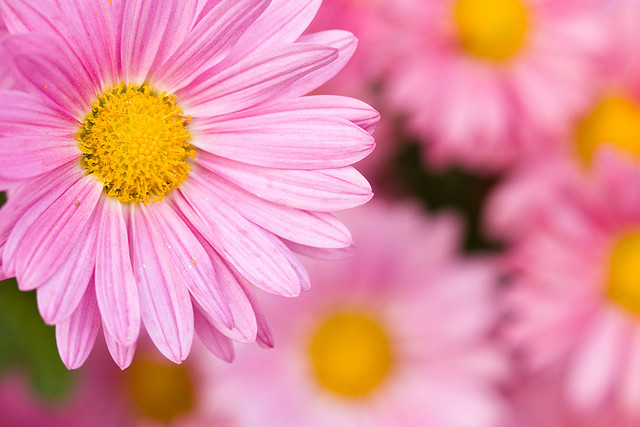 Build Yourself an Army for Happiness