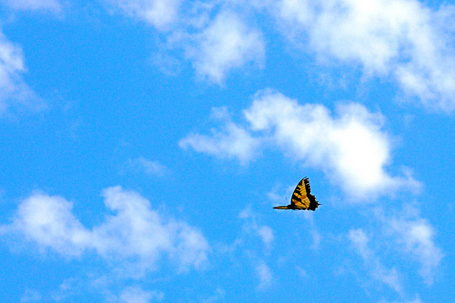 Changing Roles and Allowing Yourself to Evolve