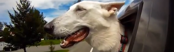 A Short, Inspiring Video with Lessons from Dogs