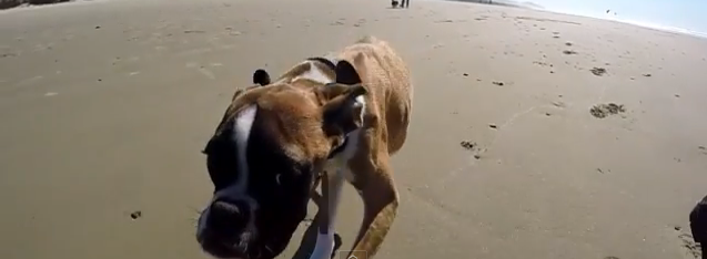 Two-Legged Dog’s First Trip to the Beach