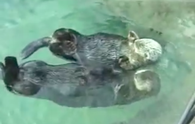 Adorable Otters Holding Hands as They Sleep