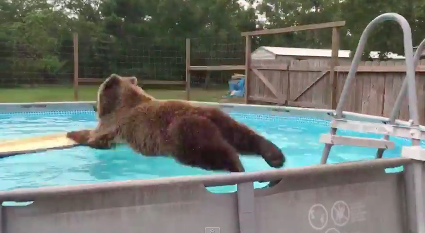 Brown Bear Belly Flops into a Swimming Pool