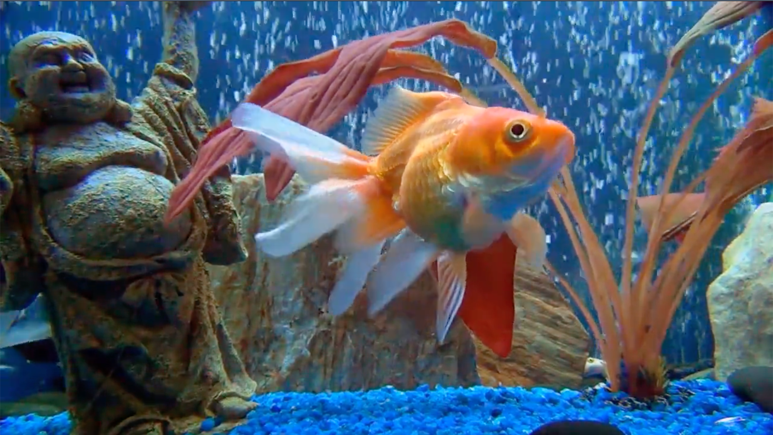 Slow Down and Relax with ZoneOutTV (100 Free Subscriptions!)